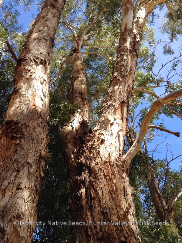 Diversity Native Seeds » Blog Archive » Eucalyptus melliodora. yellow box