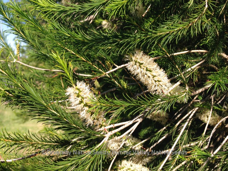 Melaleuca armillaris at Yarralumla, ACT - Canberra & Southern Tablelands